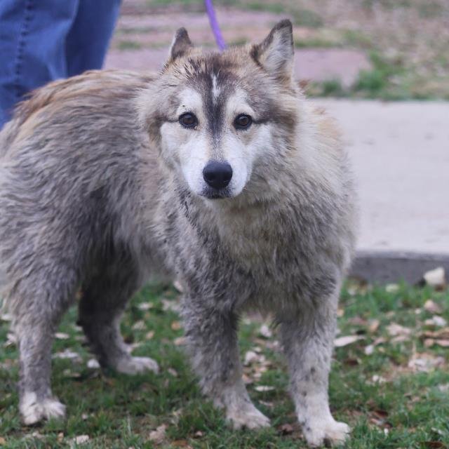 BLOSSOM - Husky available for adoption