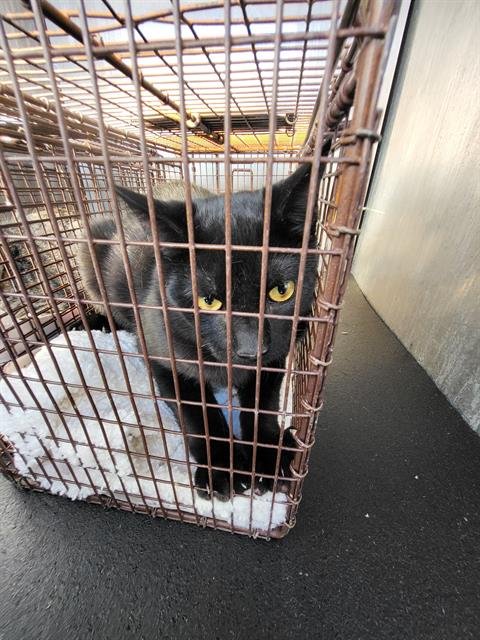 SALLY - Domestic Short Hair available for adoption