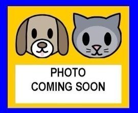 TOOTHLESS - Labrador Retriever available for adoption