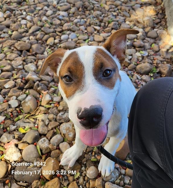 BAILEY - Labrador Retriever available for adoption