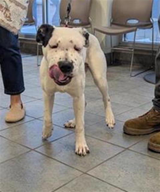 BEAUTY - American Staffordshire Terrier available for adoption