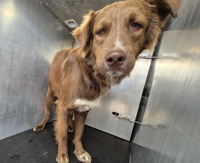ROY - Labrador Retriever / Tibetan Terrier available for adoption
