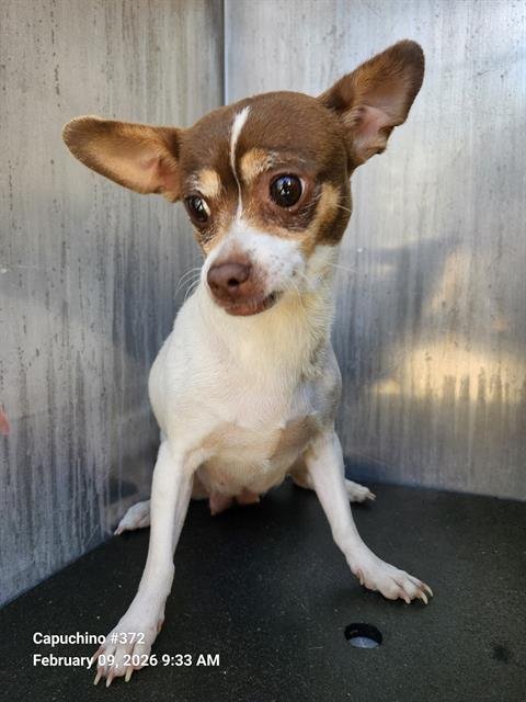 MOXIE - Chihuahua available for adoption