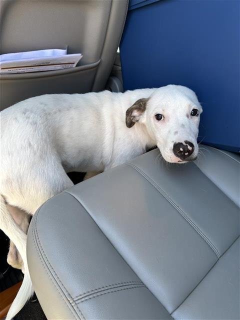 FINN - American Staffordshire Terrier available for adoption