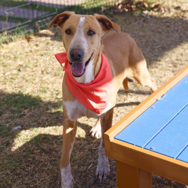 HOLLY - Hound available for adoption