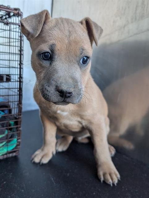 TALLULAH - Staffordshire Bull Terrier available for adoption