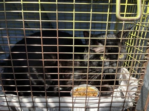 TOBY - Domestic Short Hair available for adoption