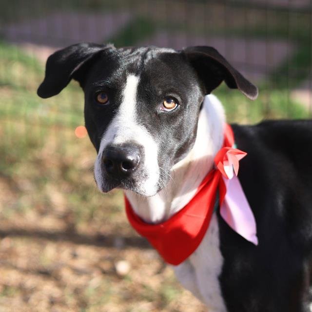 MISSY - American Staffordshire Terrier available for adoption