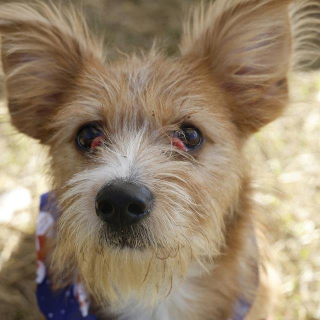 ALVIN - Terrier available for adoption