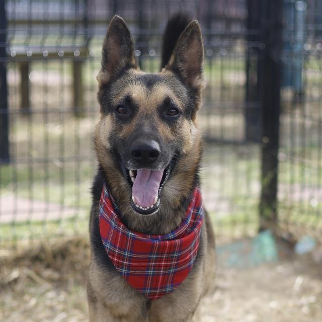 THOR - German Shepherd Dog available for adoption