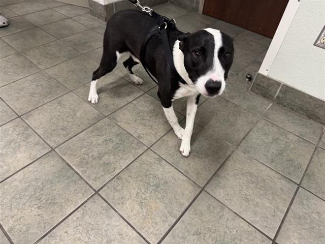 TRINITY - Terrier available for adoption