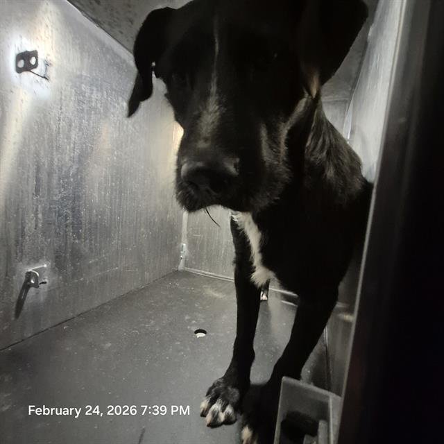 BRUNO - Labrador Retriever available for adoption