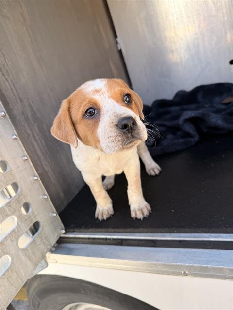 SOPHIA - Catahoula Leopard Dog available for adoption