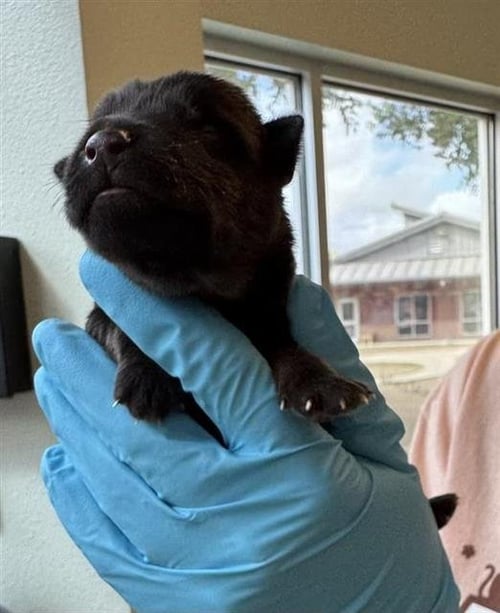 MIDNIGHT - Husky available for adoption