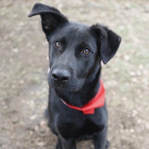 BILLY - Labrador Retriever available for adoption