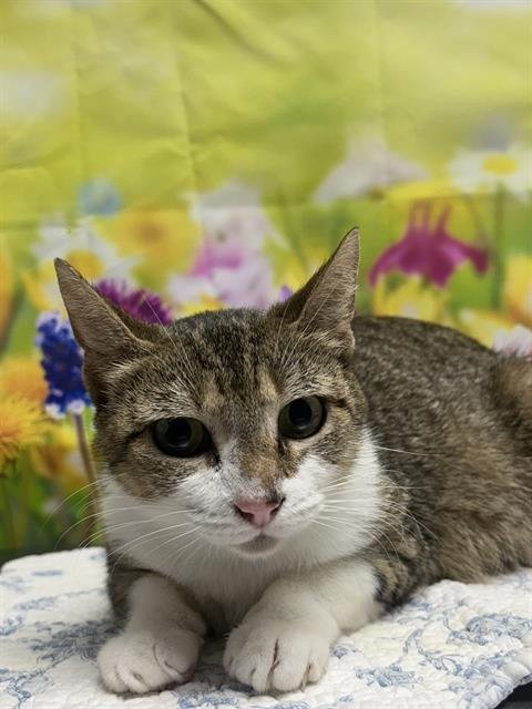 JELLY BELLY - Domestic Short Hair available for adoption