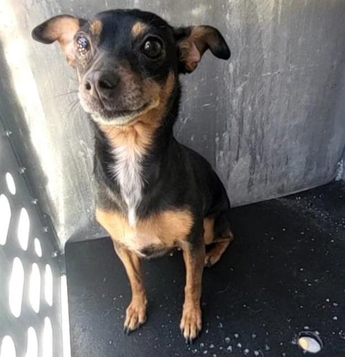 TRISH - Chihuahua available for adoption