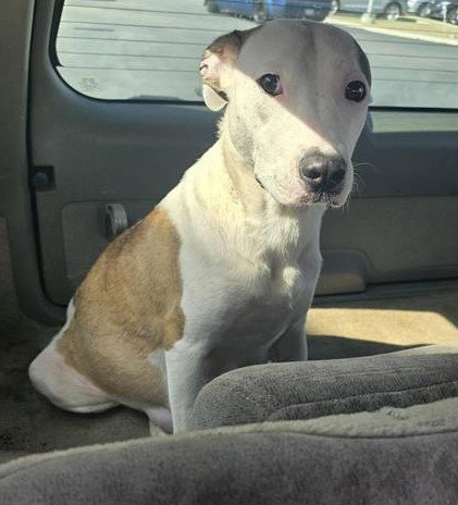LONDON - American Staffordshire Terrier available for adoption