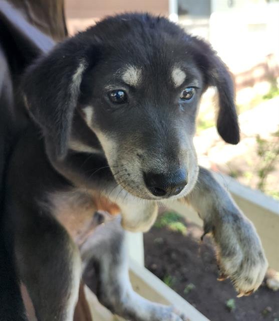 TUNE - Terrier available for adoption