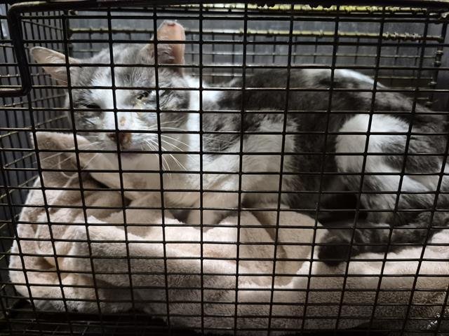 CHANGA - Domestic Short Hair available for adoption