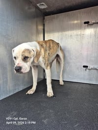 RUDY BOMBOM - Photo 1