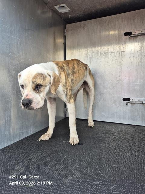 RUDY BOMBOM - American Staffordshire Terrier available for adoption