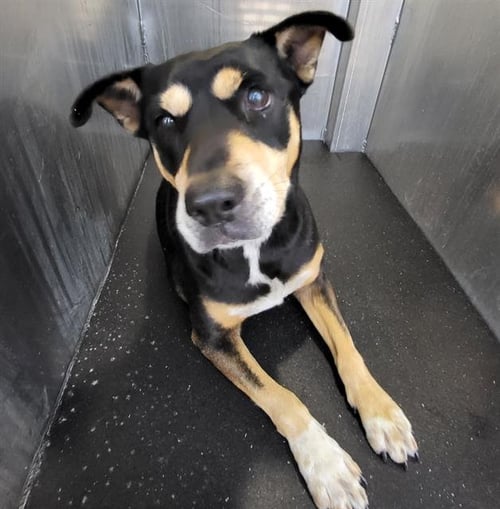 ZEZE - Rottweiler / Australian Cattle Dog/Blue Heeler available for adoption