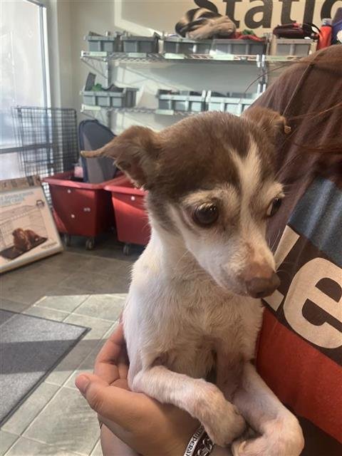 DALLAS - Chihuahua available for adoption