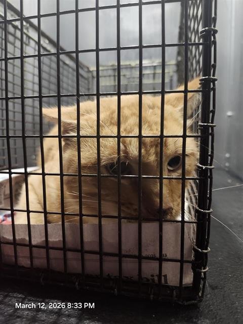 TOAST - Domestic Short Hair available for adoption