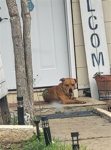 A798701 - American Staffordshire Terrier available for adoption