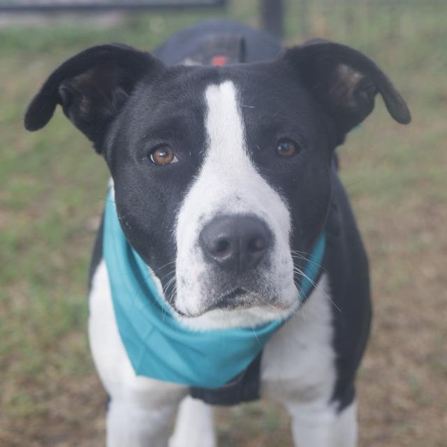 LOBO - American Staffordshire Terrier available for adoption