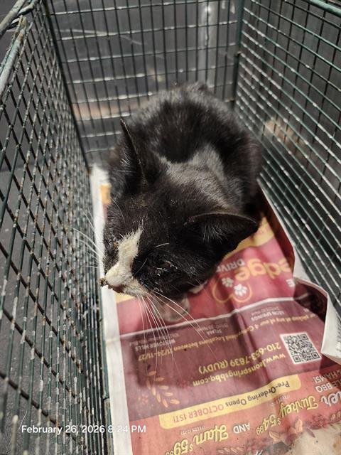 RITA BONITA - Domestic Short Hair available for adoption