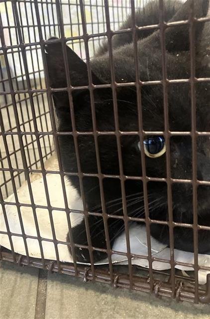 FRIEND - Domestic Short Hair available for adoption