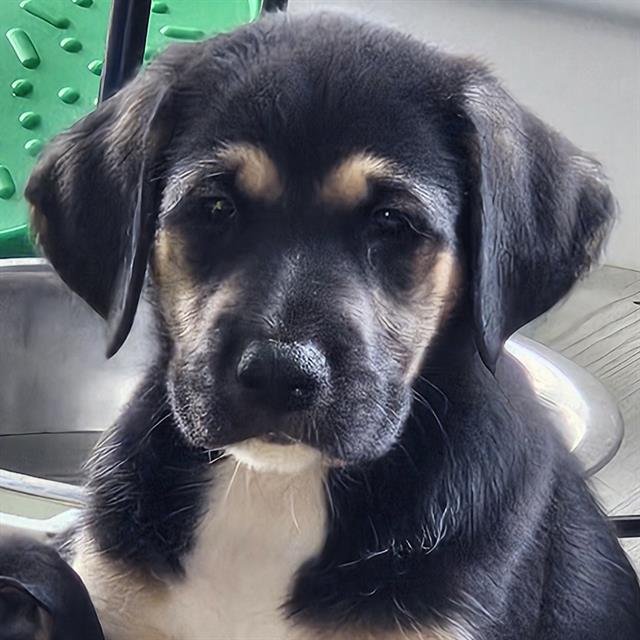 ARROW - Doberman Pinscher available for adoption