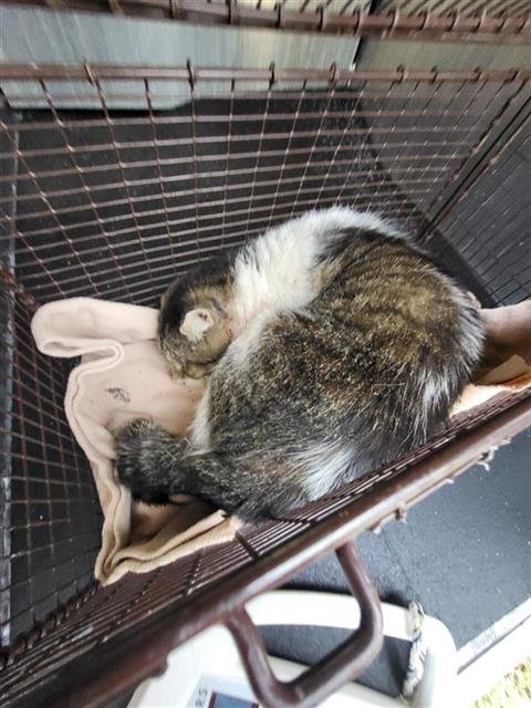 SUNNY - Domestic Medium Hair available for adoption