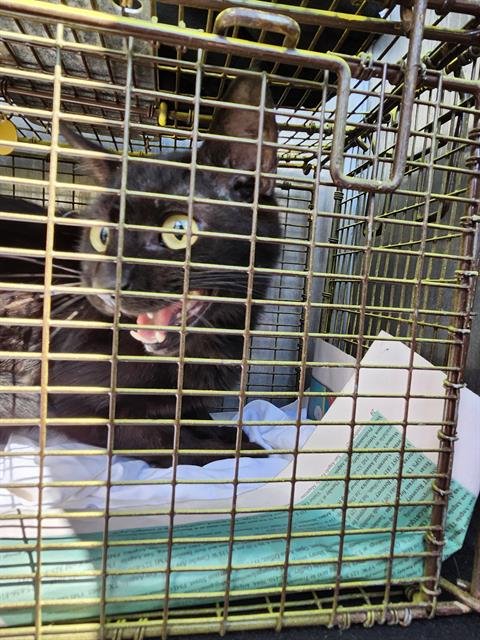 ZANE - Domestic Short Hair available for adoption