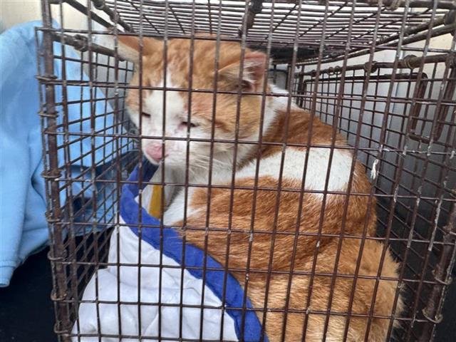 RONNIE - Domestic Short Hair available for adoption