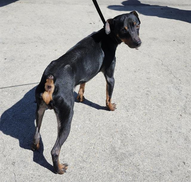 BRONCO - Miniature Pinscher available for adoption