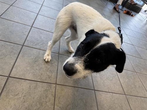 ZORRO - Terrier available for adoption