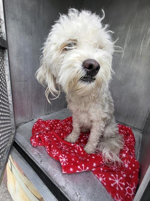 TOFU - Poodle (Miniature) available for adoption