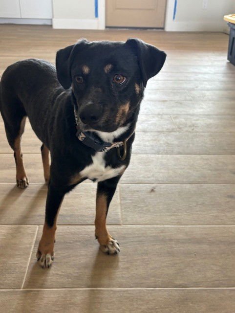 NINA - Rottweiler available for adoption