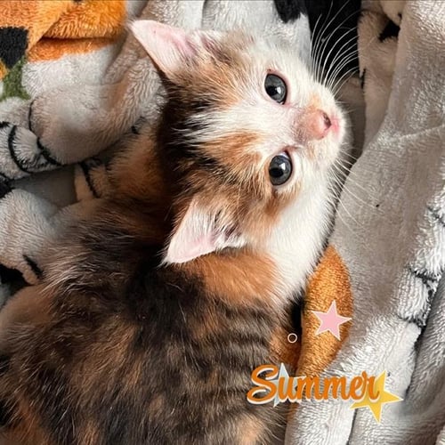 SUMMER - Domestic Short Hair available for adoption