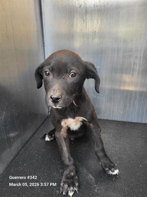 BINX - Terrier available for adoption