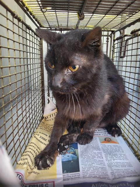 LIZ - Domestic Short Hair available for adoption