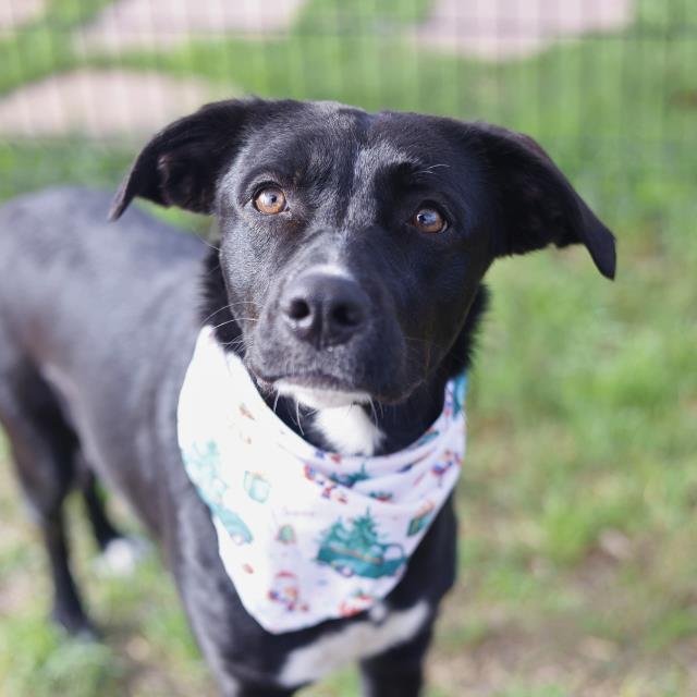 AERI - Labrador Retriever available for adoption