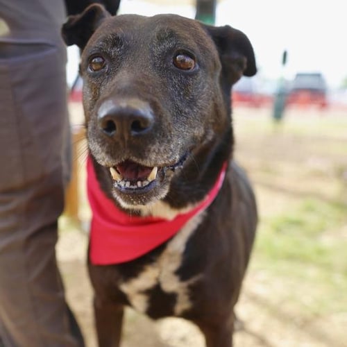 BONITA - Labrador Retriever available for adoption
