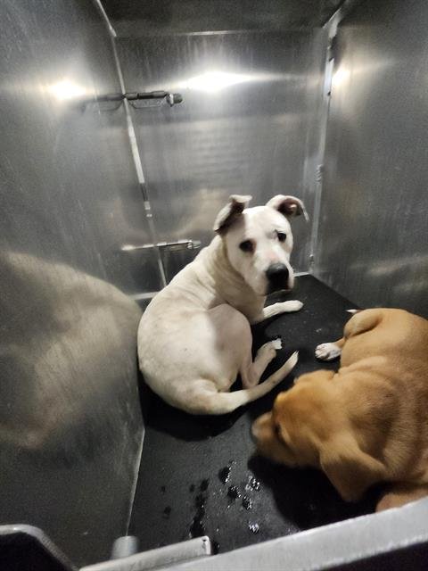 BETTY - American Staffordshire Terrier available for adoption