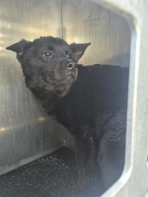 BUBBA - Schipperke available for adoption