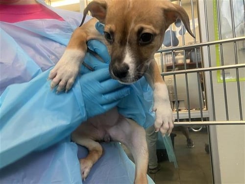 STEPHON - American Staffordshire Terrier available for adoption