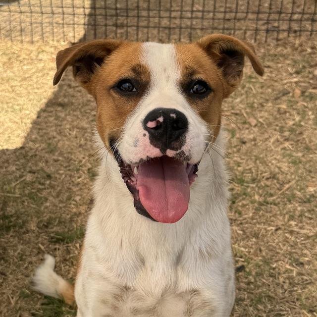 JIMMY - Terrier available for adoption